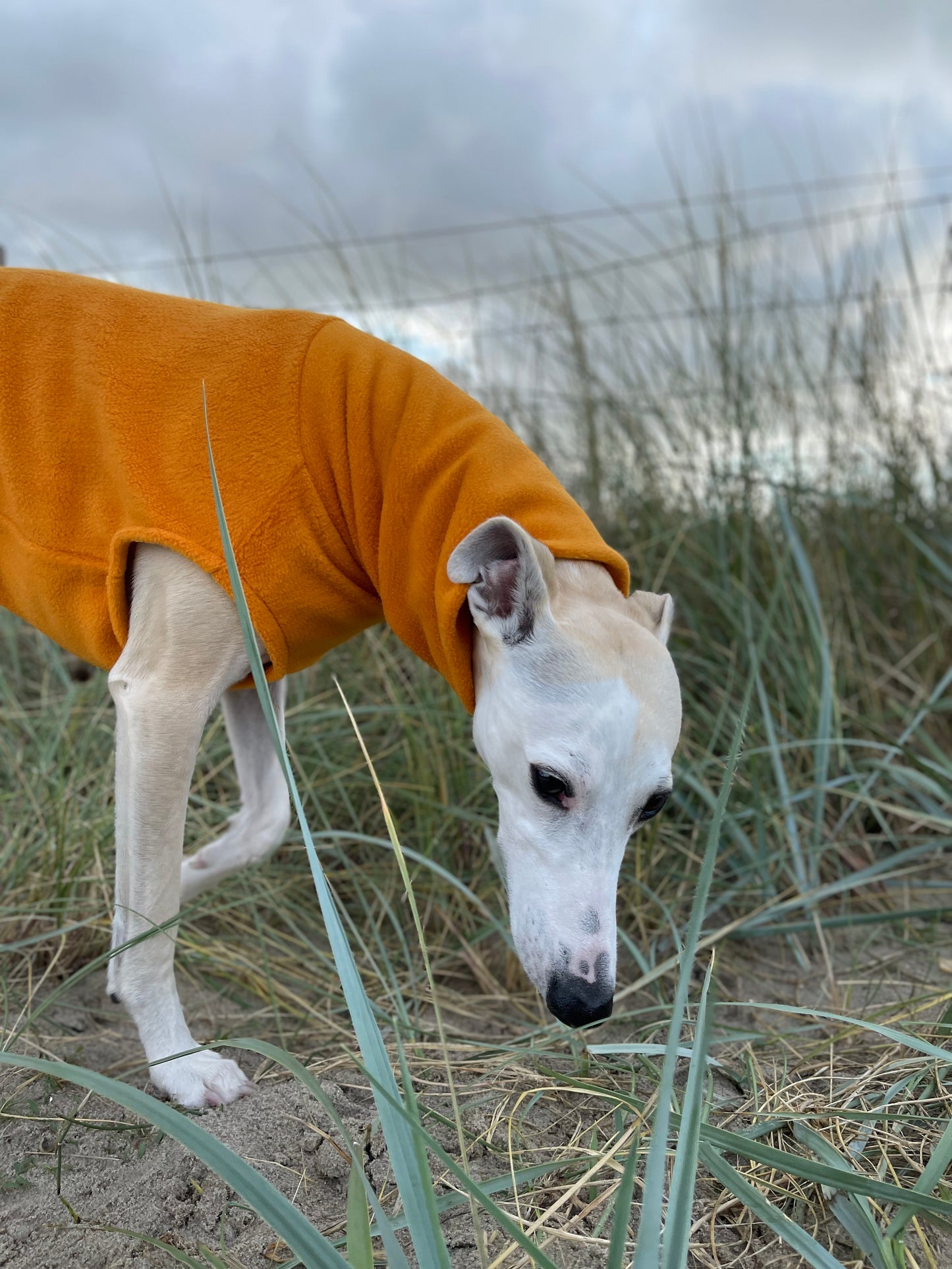 KILPIKONNA - PUMPKIN