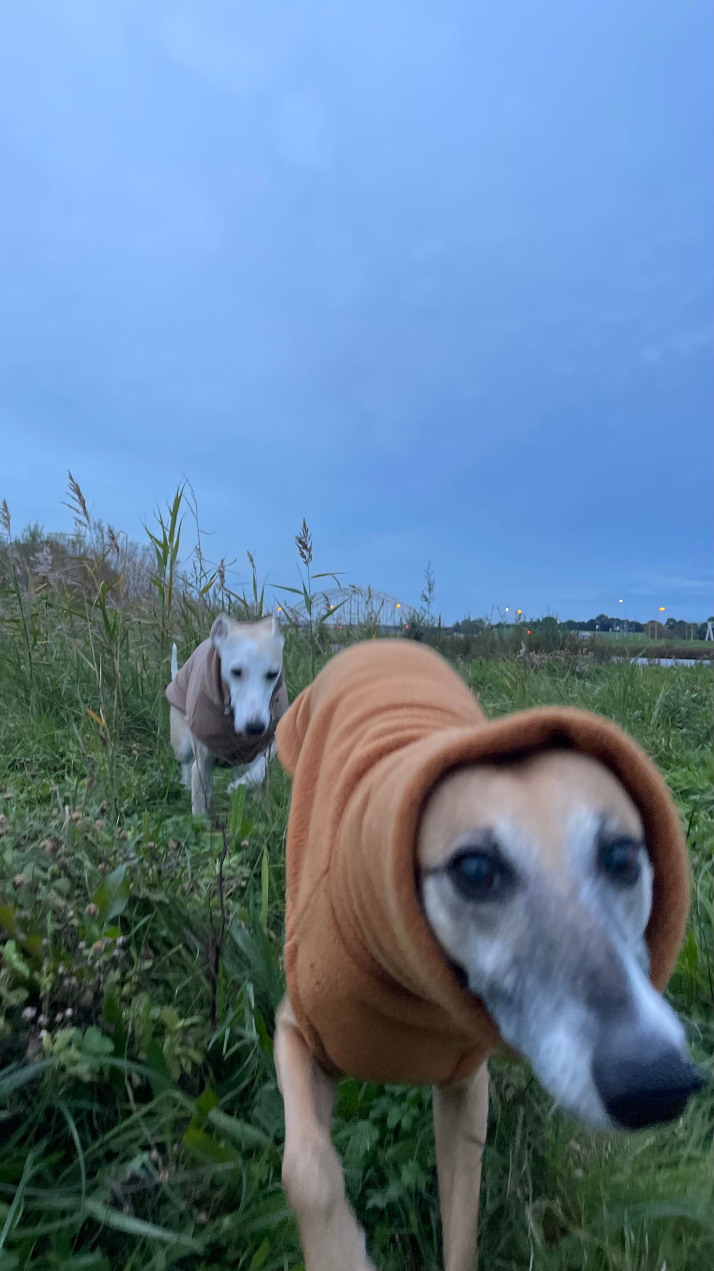 KILPIKONNA - CAMEL